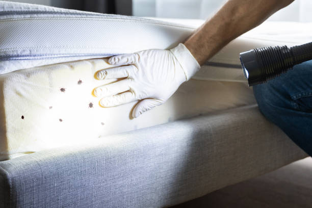 Best Ant Control Services  in Malvern, OH